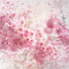 Pink flowers backdrops spring background - whosedrop