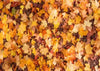 Autumn maple leaves backdrops Thanksgiving background-cheap vinyl backdrop fabric background photography
