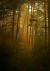 Forest trees and fireflies backdrops - whosedrop