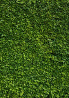 Spring natural lawn background St. Patrick's Day backdrops - whosedrop