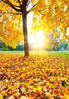 Autumn golden yellow leaves backdrop scenery background - whosedrop