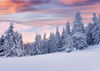 Winter backdrop Snow-covered mountains and pine trees - whosedrop