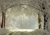 Winter forest backdrop Snow-covered road for wedding photos - whosedrop