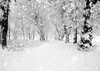 Snowflakes and forest for winter photography backdrop - whosedrop