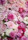 Pink flowers backdrop newborn/wedding - whosedrop