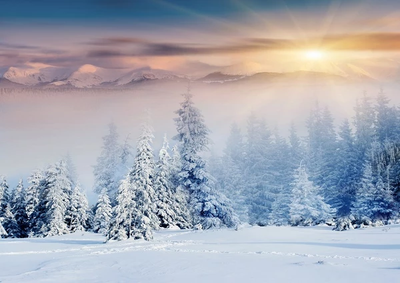Winter forest backdrop snow landscape - whosedrop