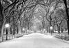 Winter photography park road and big tree backdrop - whosedrop