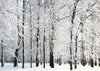 Winter forest backdrop white snow - whosedrop