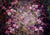 Purple flower backdrop fine art background