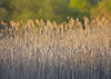 Autumn photography backdrop for children