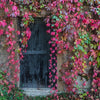 Vintage door and red leaves backdrop-cheap vinyl backdrop fabric background photography