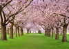 Pink flower and lawn for Valentine's day-cheap vinyl backdrop fabric background photography