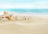 Sea and beach backdrop with conch-cheap vinyl backdrop fabric background photography