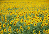 Summer sunflower backdrop for children photography-cheap vinyl backdrop fabric background photography