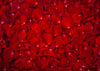 Valentine's day red rose petal backdrop flower background - whosedrop