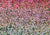 Newborn / wedding photography pink flowers backdrop