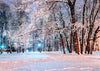 Winter background forest photography backdrop night - whosedrop