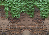 Vintage brick wall backdrops spring leaves background-cheap vinyl backdrop fabric background photography