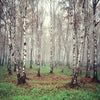 Forest backdrop birch tree background - whosedrop