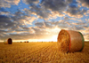 Autumn harvest backdrops Thanksgiving background-cheap vinyl backdrop fabric background photography