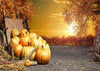 Autumn background pumpkin Thanksgiving  backdrops-cheap vinyl backdrop fabric background photography