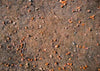 Autumn floor photography backdrops-cheap vinyl backdrop fabric background photography