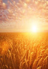 Autumn farm backdrop photo with wheat photography-cheap vinyl backdrop fabric background photography