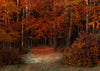 Forest backdrops autumn maple leaf background scenery - whosedrop