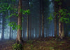 Forest tree backdrops spring background for photo - whosedrop
